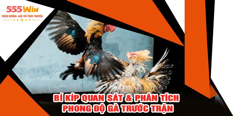Bí Kíp Quan Sát & Phân Tích Phong Độ Gà Trước Trận