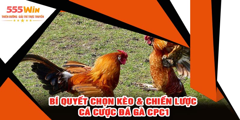 Bí Quyết Chọn Kèo & Chiến Lược Cá Cược Đá Gà CPC1