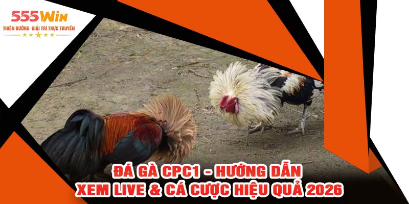 Đá Gà CPC1 - Hướng Dẫn Xem Live & Cá Cược Hiệu Quả 2026