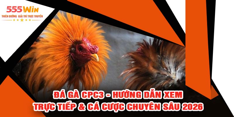 Đá Gà CPC3 - Hướng Dẫn Xem Trực Tiếp & Cá Cược Chuyên Sâu 2026