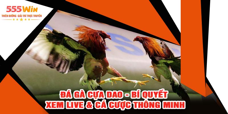Đá Gà Cựa Dao - Bí Quyết Xem Live & Cá Cược Thông Minh