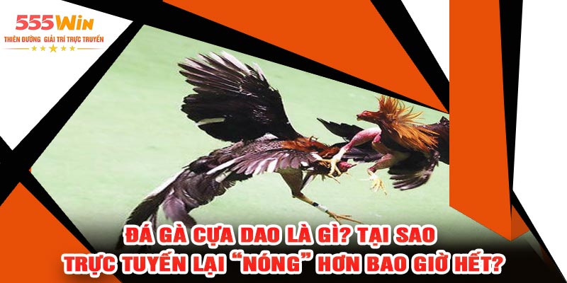 Đá Gà Cựa Dao Là Gì? Tại Sao Trực Tuyến Lại “Nóng” Hơn Bao Giờ Hết?