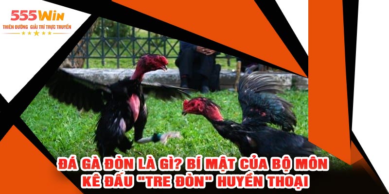 Đá Gà Đòn Là Gì? Bí Mật Của Bộ Môn Kê Đấu "Tre Đòn" Huyền Thoại