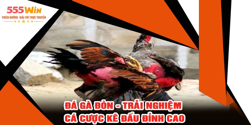 Đá Gà Đòn - Trải Nghiệm Cá Cược Kê Đấu Đỉnh Cao