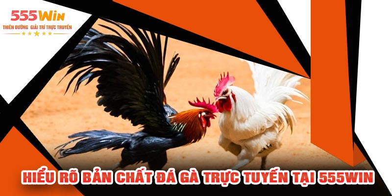 Hiểu Rõ Bản Chất Đá Gà Trực Tuyến Tại 555WIN