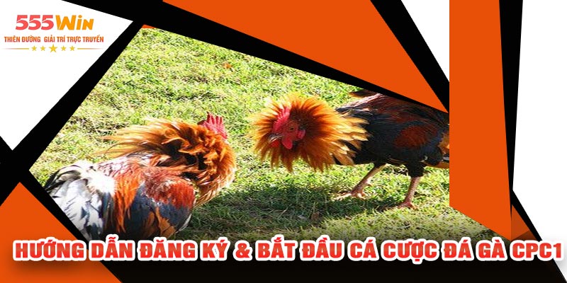 Hướng Dẫn Đăng Ký & Bắt Đầu Cá Cược Đá Gà CPC1