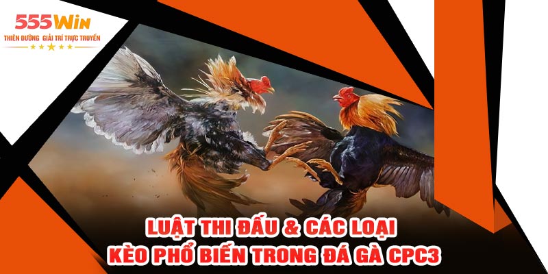 Luật Thi Đấu & Các Loại Kèo Phổ Biến Trong Đá Gà CPC3