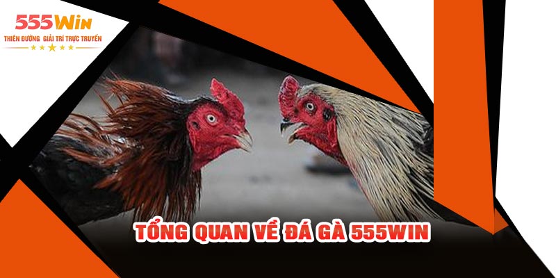 Tổng Quan Về Đá Gà 555WIN