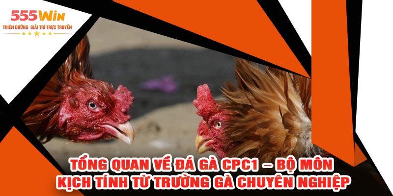 Tổng Quan Về Đá Gà CPC1 – Bộ Môn Kịch Tính Từ Trường Gà Chuyên Nghiệp