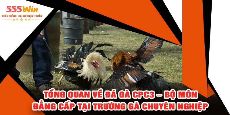 Tổng Quan Về Đá Gà CPC3 – Bộ Môn Đẳng Cấp Tại Trường Gà Chuyên Nghiệp