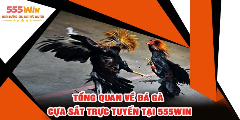 Tổng Quan Về Đá Gà Cựa Sắt Trực Tuyến Tại 555WIN