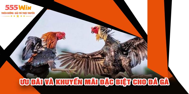 Ưu Đãi Và Khuyến Mãi Đặc Biệt Cho Đá Gà